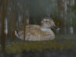 hunting duck 3D Model