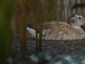 hunting duck 3D Model