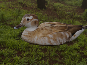 hunting duck 3D Model