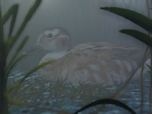 hunting duck 3D Model