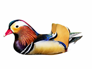 floating mandarin duck 3D Model