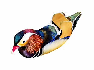 floating mandarin duck 3D Model