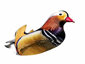 floating mandarin duck 3D Model