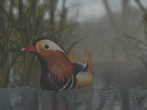 floating mandarin duck Modèle 3D