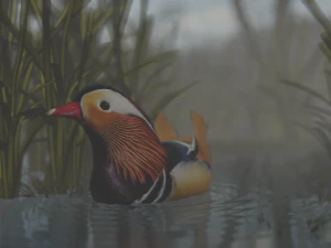 floating mandarin duck 3D Model