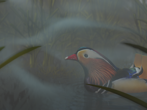floating mandarin duck Modèle 3D
