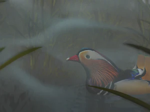 floating mandarin duck 3D Model