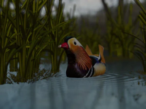 floating mandarin duck 3D Model
