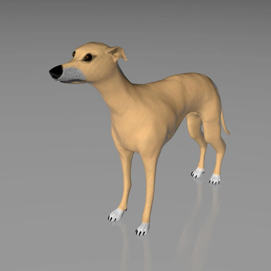 whippet dog 3D Model .c4d .max .obj .3ds .fbx .stl .blend