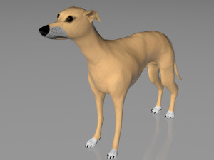 whippet dog 3D Model