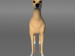 whippet dog Model 3D
