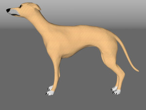 whippet dog Model 3D