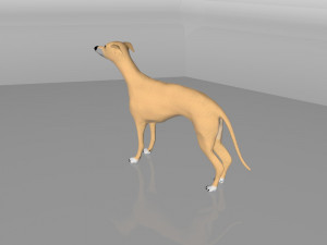 whippet dog Model 3D