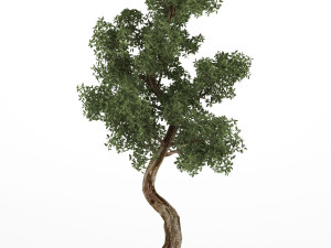 Tree 3D Model