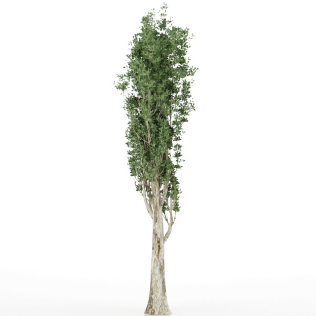 Tall tree 2 Modelo 3D .c4d .max .obj .3ds .fbx .stl .blend 