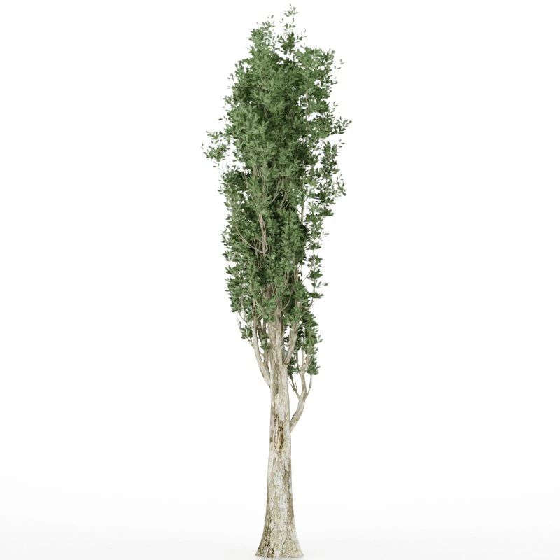Tall tree 2 3D Model .c4d .max .obj .3ds .fbx .stl .blend 