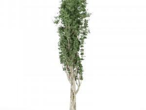 Tall tree 2 3D Модель