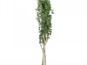 Tall tree 2 3D Model