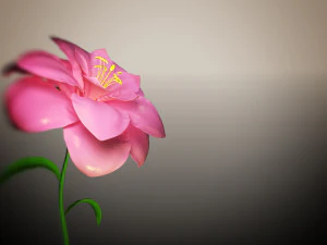 animated flower blooming flower 3D Model
