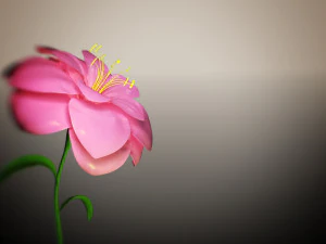 animated flower blooming flower 3D Model
