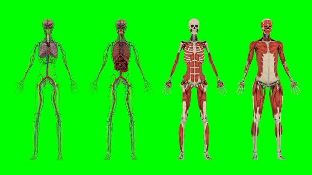 Human Anatomy 3D 模型 .c4d .max .obj .3ds .fbx .stl .blend 