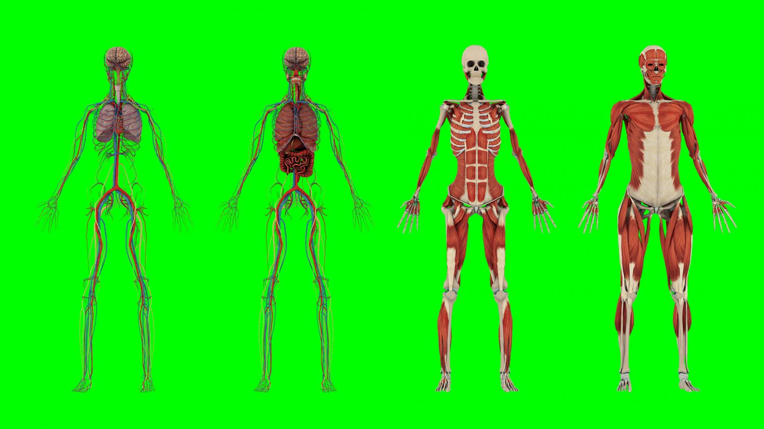 Human Anatomy 3D Model .c4d .max .obj .3ds .fbx .stl .blend 