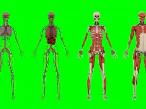 Menselijke anatomie 3D Model