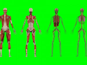 Human Anatomy 3D 模型