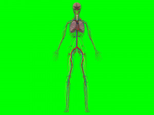 Human Anatomy 3D 模型