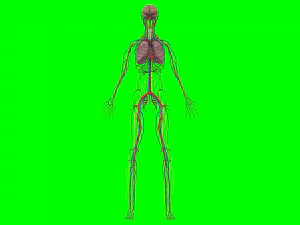 Human Anatomy 3D Model