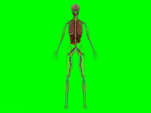 Human Anatomy 3D 模型