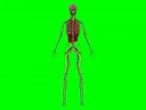 Human Anatomy 3D Model