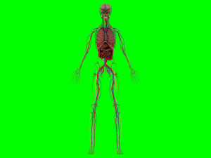 Human Anatomy 3D 模型