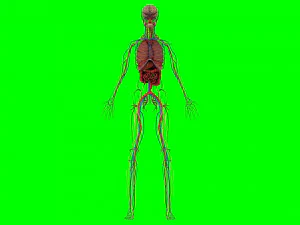 Human Anatomy 3D Model
