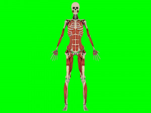 Human Anatomy 3D 模型