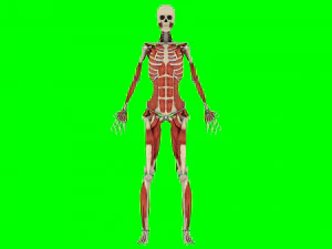 Human Anatomy 3D Model