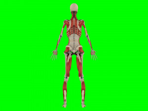 Human Anatomy 3D 模型