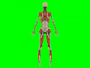 Human Anatomy 3D Model