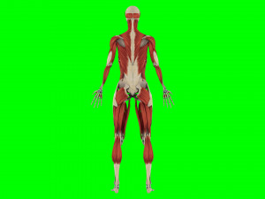 Human Anatomy 3D 模型