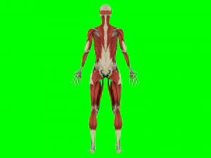 Human Anatomy 3D Model
