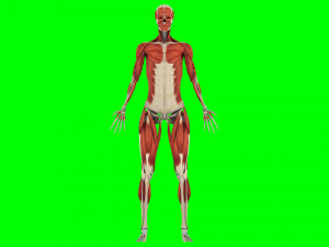Human Anatomy 3D 模型