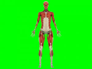 Human Anatomy 3D Model