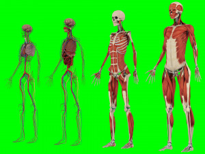 Human Anatomy 3D 模型