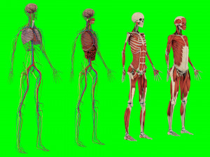 Human Anatomy 3D 模型