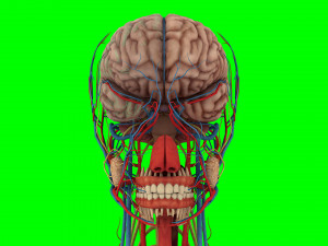 Human Anatomy 3D 模型