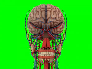 Human Anatomy 3D Model
