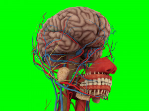 Human Anatomy 3D 模型