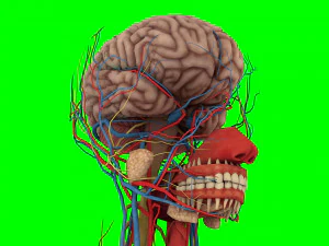 Human Anatomy 3D Model