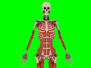 Human Anatomy 3D 模型