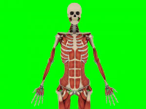 Human Anatomy 3D Model